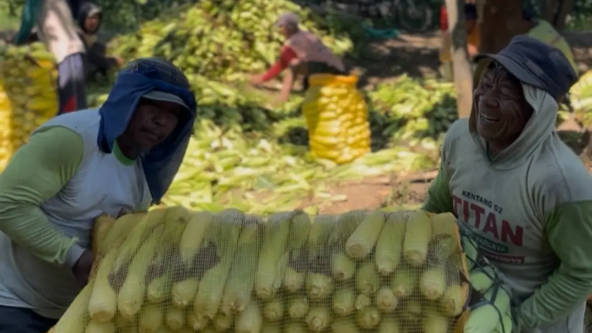 Ilustrasi petani jagung di Kota Kediri. (Himalaya Azzahra)