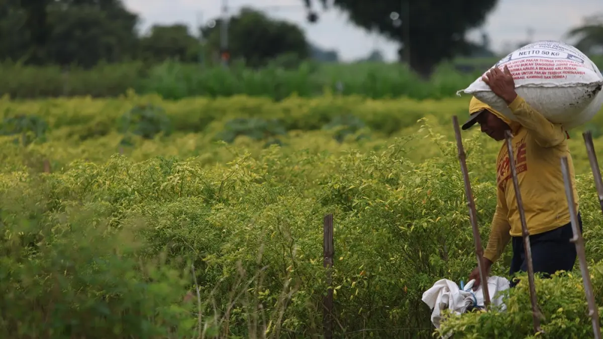 Petani sedang mengusung cabai dari sawah. (Foto Wahyu Adji)
