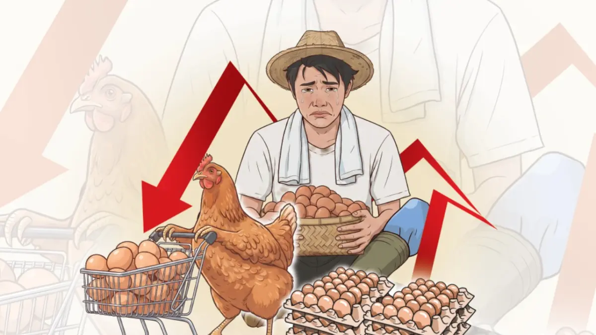 Ilustrasi peternak ayam petelur yang dilema dengan anjloknya harga. (Ilustrator: Afrizal)