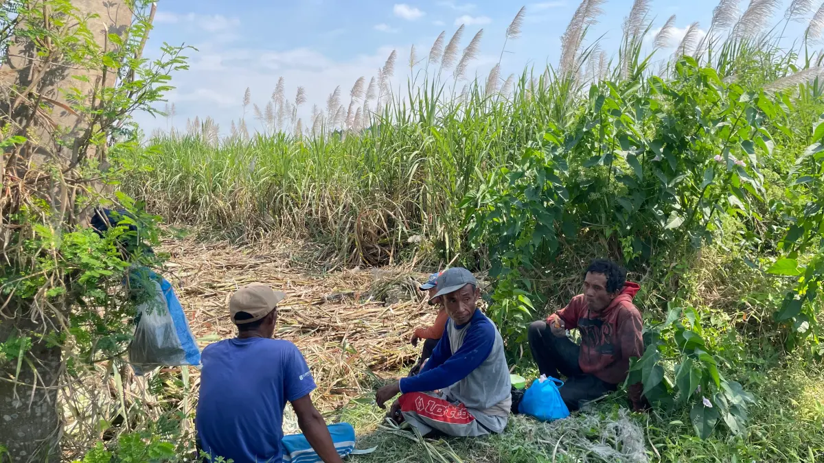 Petani harus putar otak untuk hadapi musim kemarau