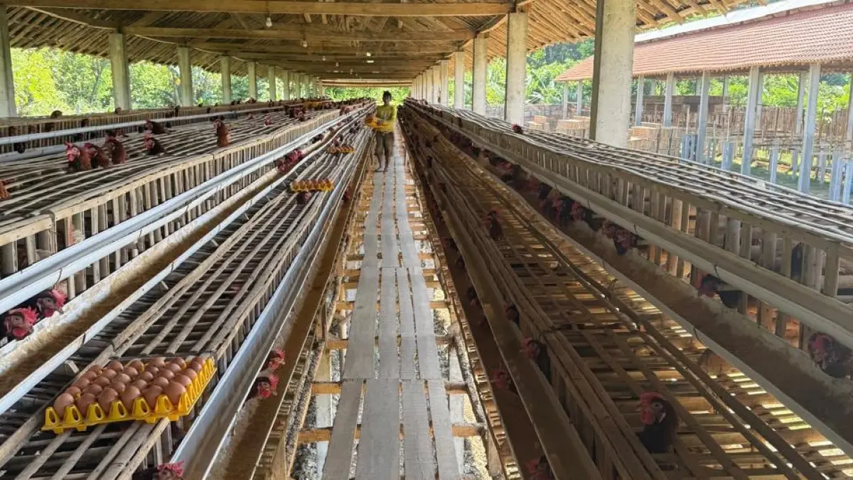 salah satu peternak telur di kota kediri yang mulai menerima banyak pesanan dari MBG