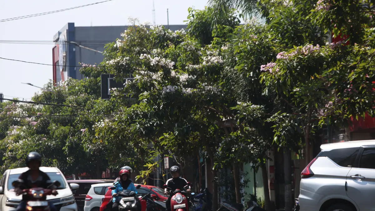 MIRIP JEPANG : Bunga tabebuya yang bermekaran di jalan Dhoho Kota Kediri sering jadi sasaran tempat swafoto karena keindahannya. DLHKP tanam ratusan bibit tabebuya di sepanjang jalan protokol. (Wahyu Adji/JPRK)