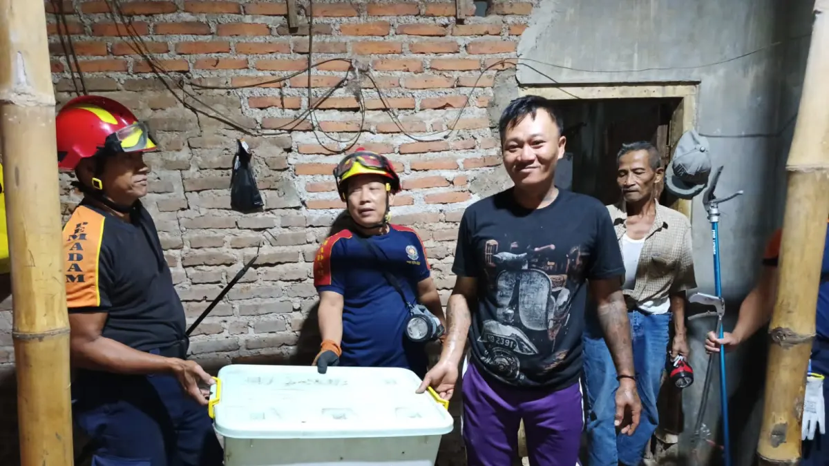 Damkar amankan ular king cobra sepanjang 3 meter. (Damkar Kota Kediri for JPRK)