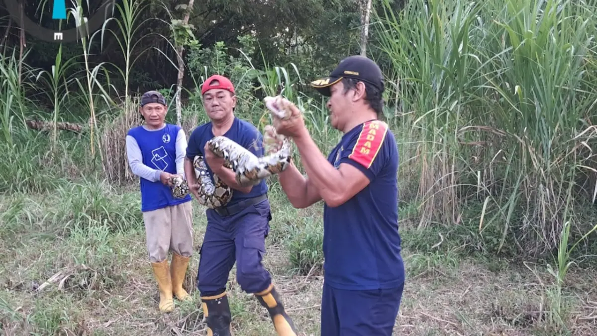 Petugas Damkar lakukan evakuasi ular, dua bulan ini menjadi kasus yang mendominasi (Dok. Damkar Kabupaten Kediri)