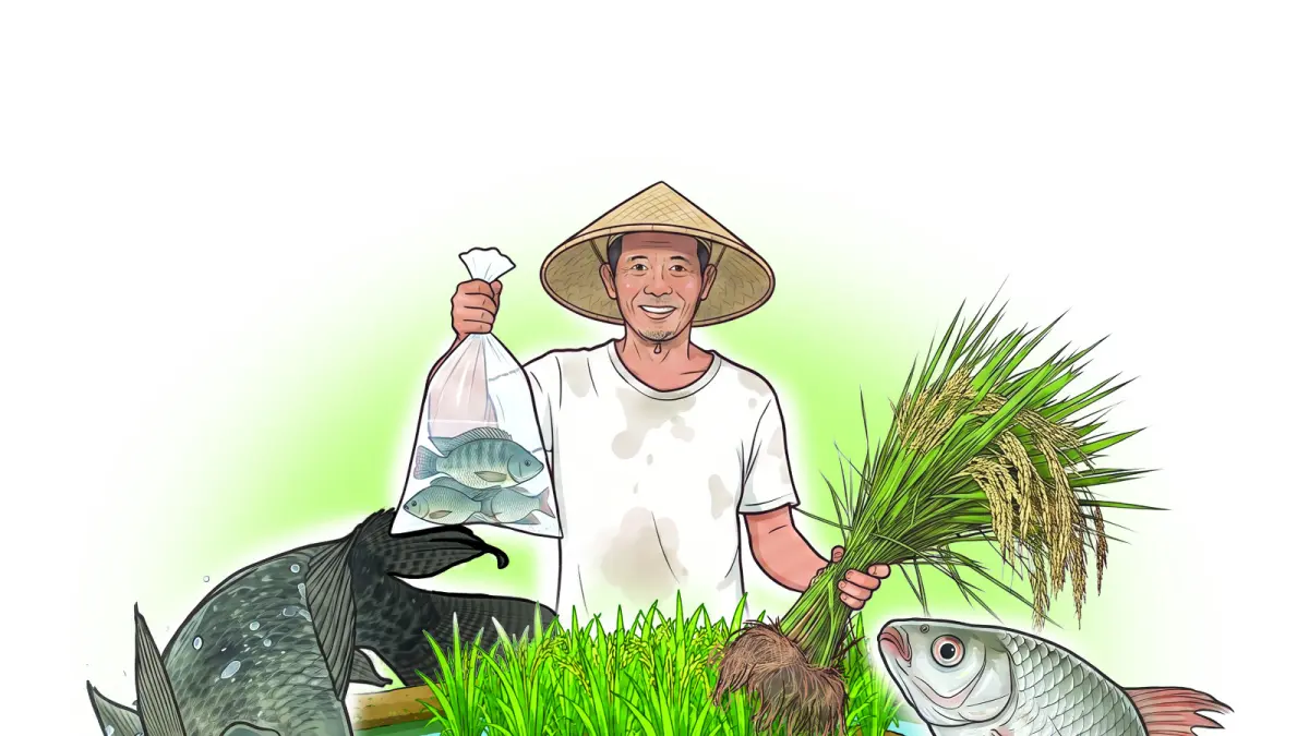 Ilustrasi pola tanam mina padi, Pemkab Kediri akan menerapkan di desa-desa yang bersedia./Ilustrator : Afrizal Mahbub