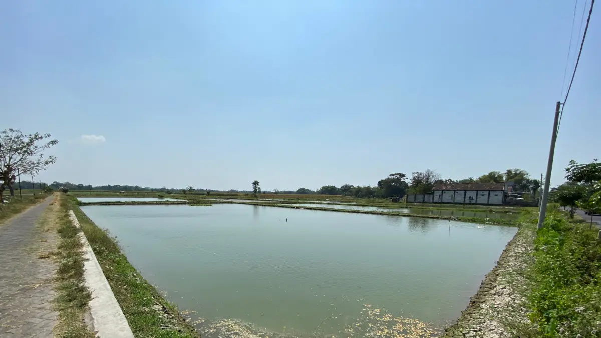 Salah satu petak sawah basah di Desa Canggu yang dijadikan tambak ikan air tawar konsumsi maupun ikan hias. Sebelumnya sawah-sawah di sini menerapkan pertanian sistem ganda, mina padi.