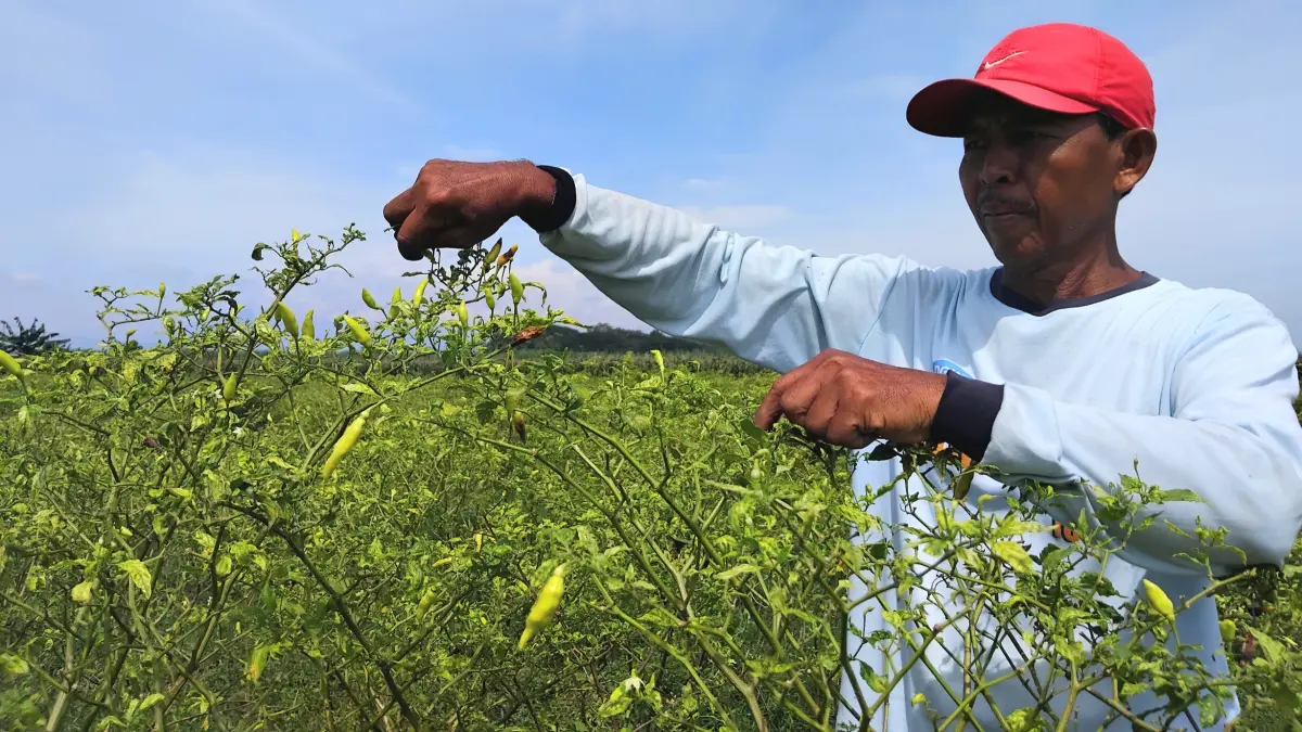 Petani di Kecamatan Pagu menunjukkan hasil cabai yang ditanamnya (Diana Yunita/JPRK)