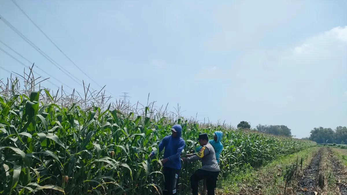 Polsek Pagu saat mendampingi petani. (Foto Polsek Pagu)