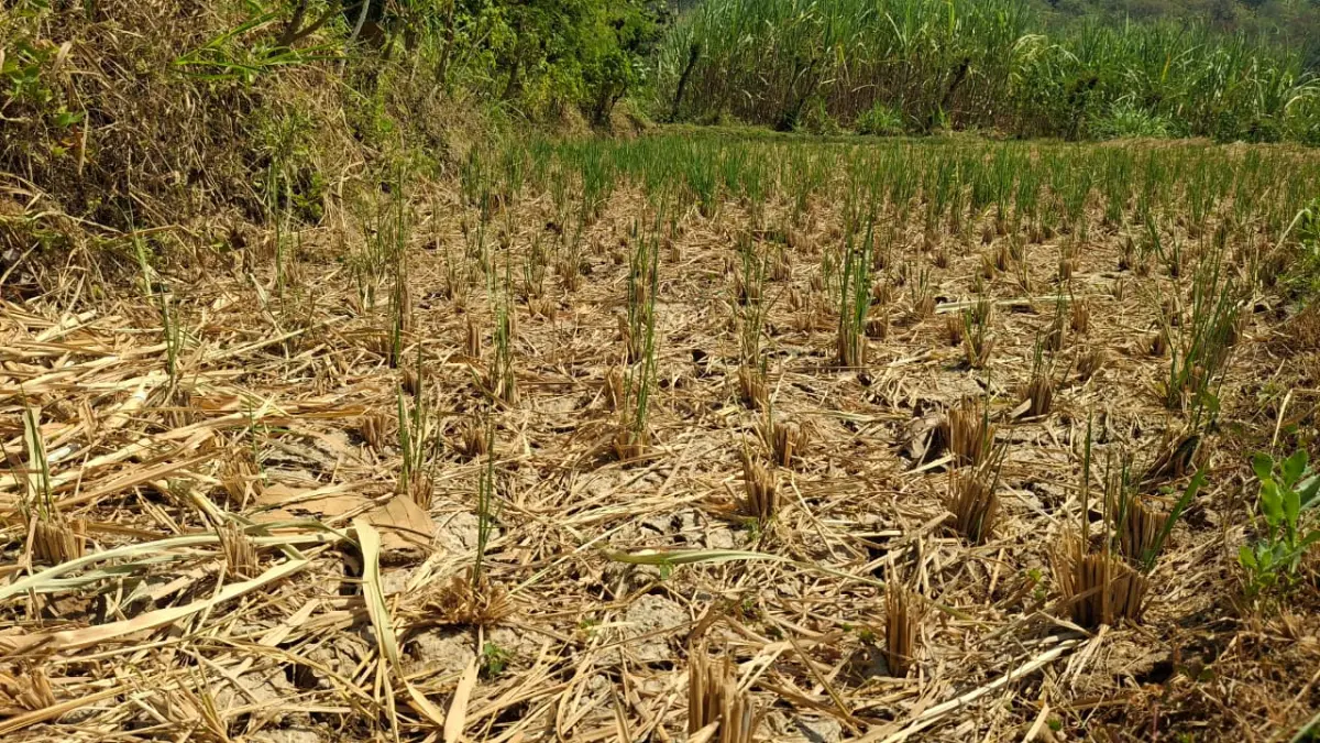 Ilustrasi kekeringan sawah saat kemarau. (Foto Asad MS)