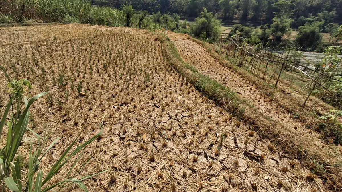 Ilustrasi kekeringan sawah saat kemarau. (Foto Asad MS)