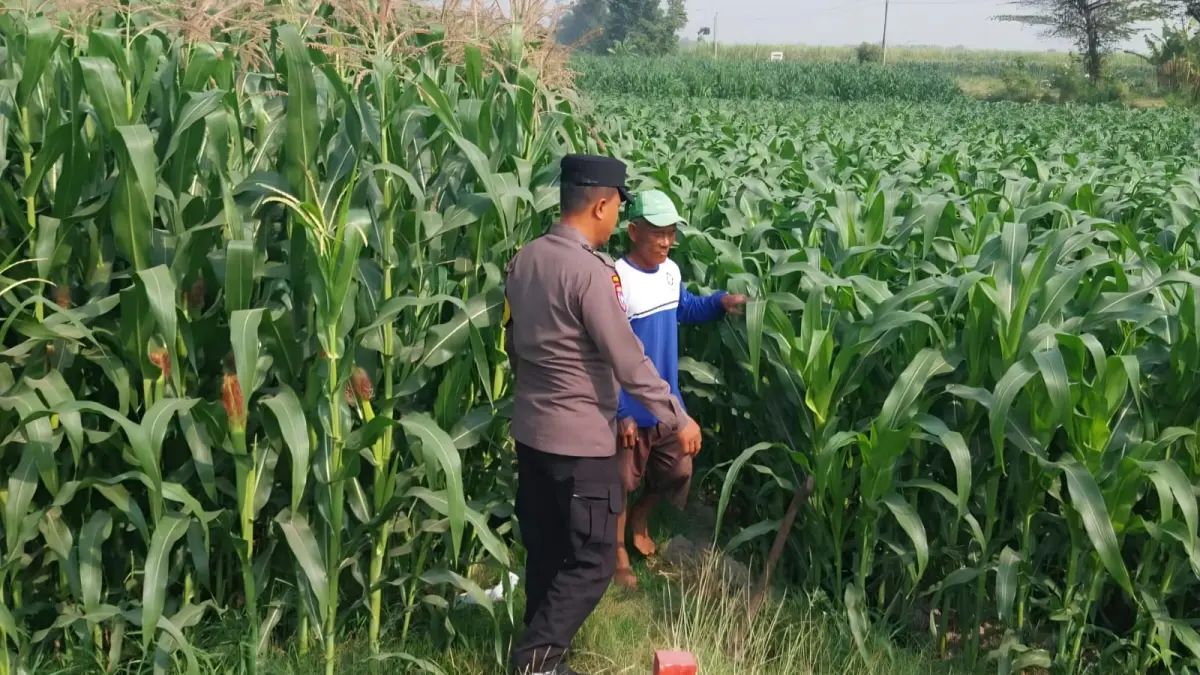 Personel Polsek Kunjang saat lakukan monitoring di petani. (Foto Polsek Kunjang)