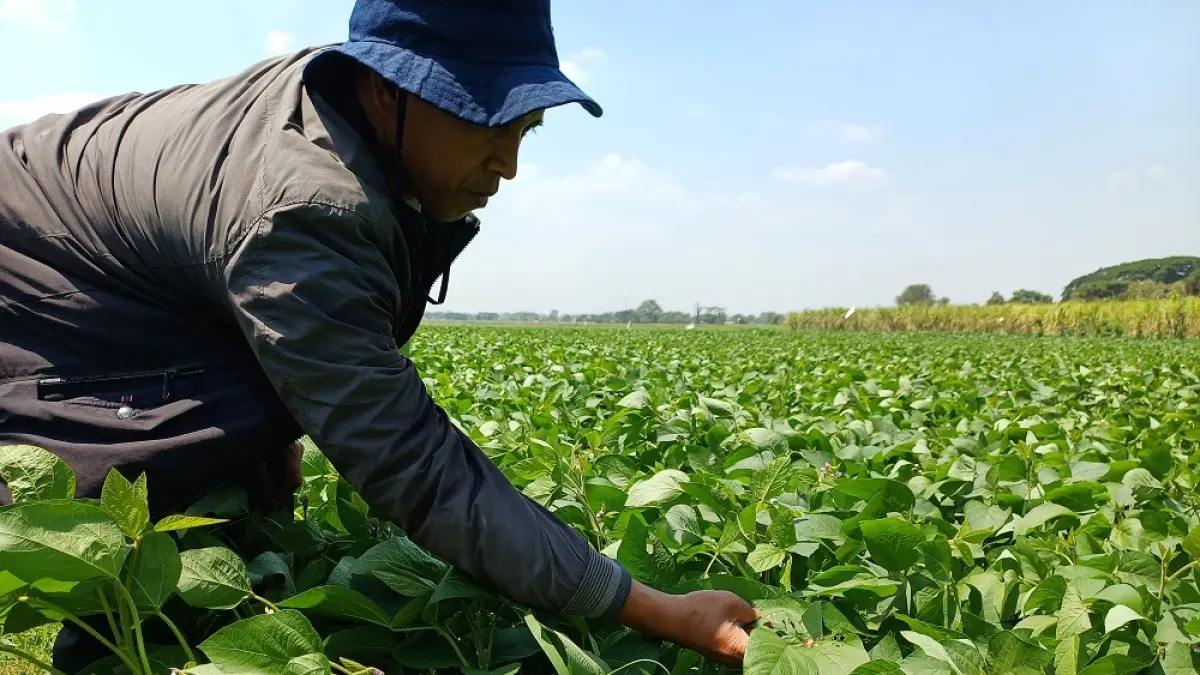 Penyuluh pertanian Kecamatan Mojoroto menunjukkan tanaman kedelai yang diserang hama serangga. Komoditas ini jadi salah satu solusi hadapi kemarau panjang. (Foto: Ayu Isma)