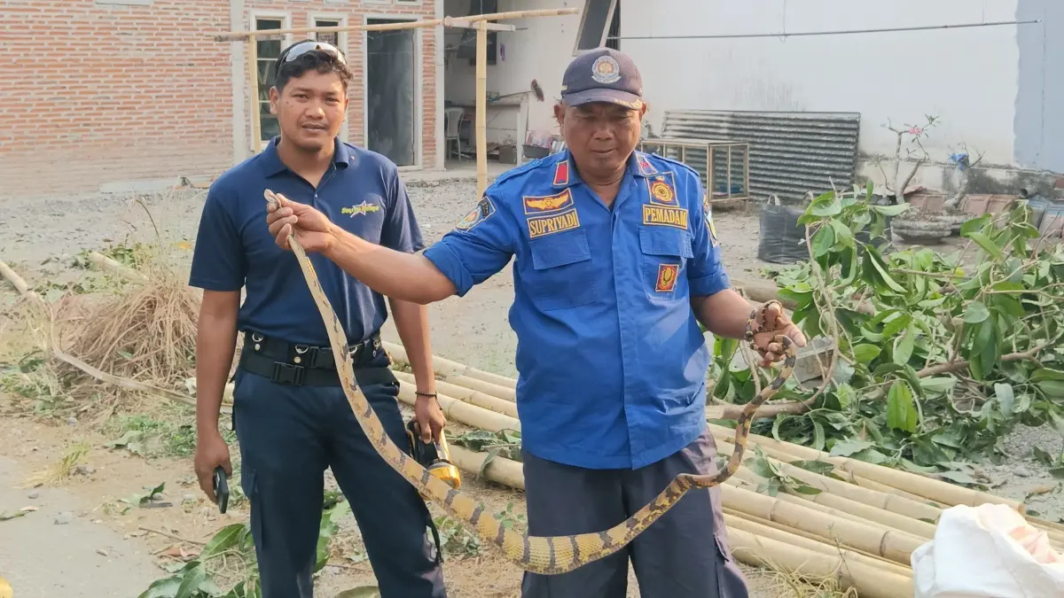 Petugas Damkar lakukan evakuasi ular kayu di Kecamatan Kandangan 