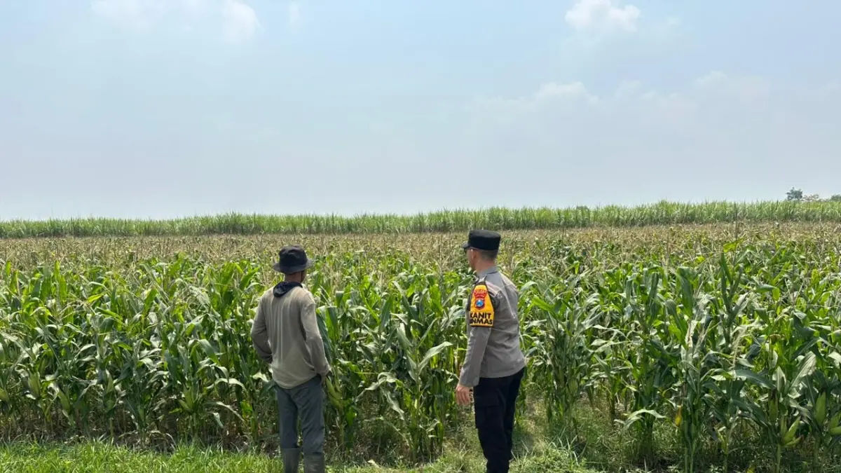Polisi saat melakukan pemantauan di sawah bersama petani. (Foto Polres Kediri)