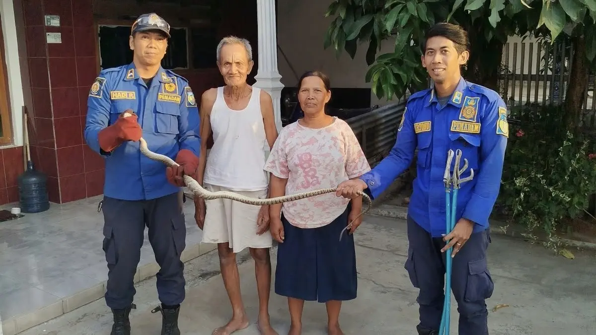 Damkar menunjukkan ular dua meter yang berhasil dievakuasi. (Foto Damkar Kabupaten Kediri)