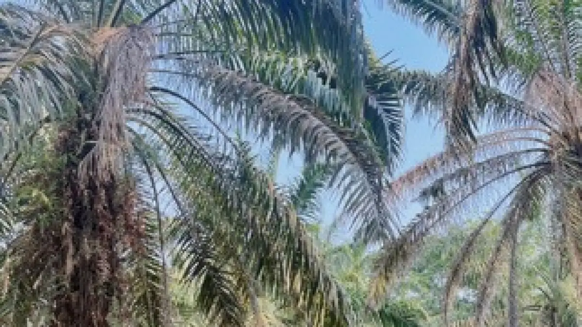 Menyusuri Perkebunan Sawit dan Karet, Mantri BRI Menjaga Akses Keuangan di Sumatera Selatan