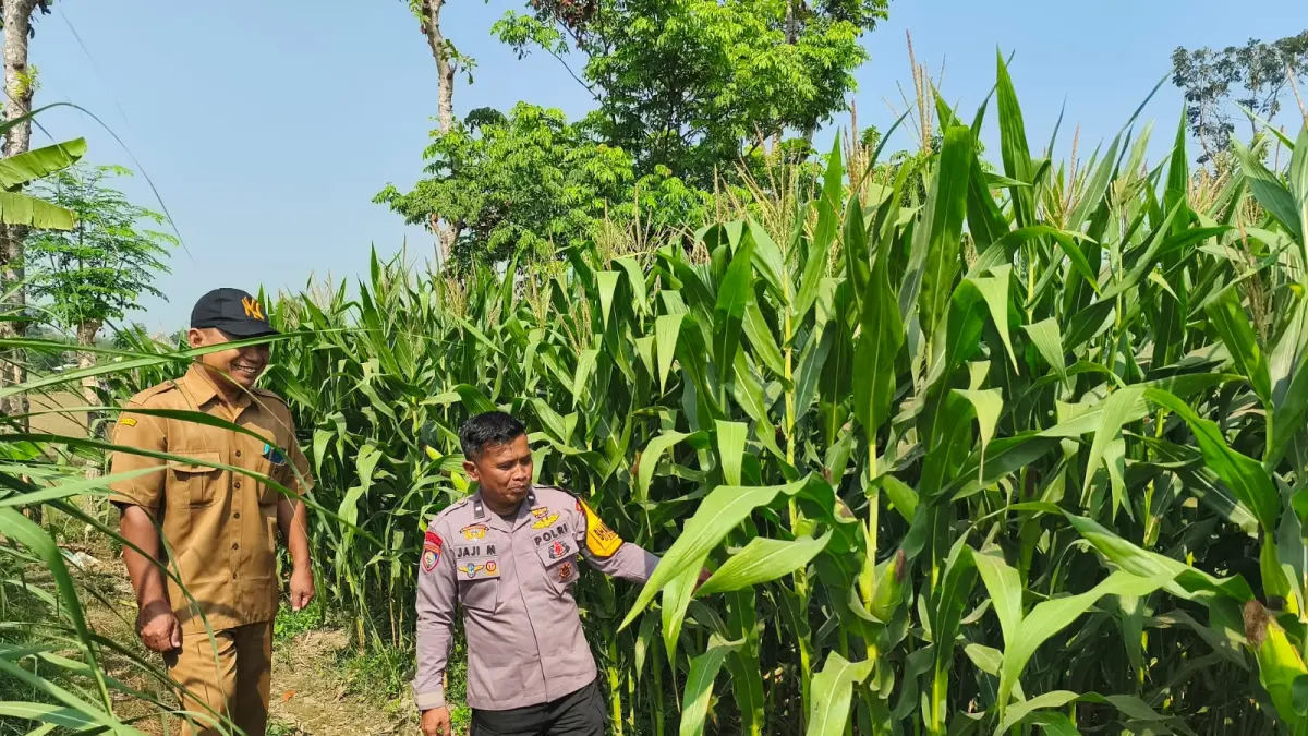 Jaga Tanaman dari Hama dan Gulma, Polsek Ringinrejo Dukung Ketahanan Pangan