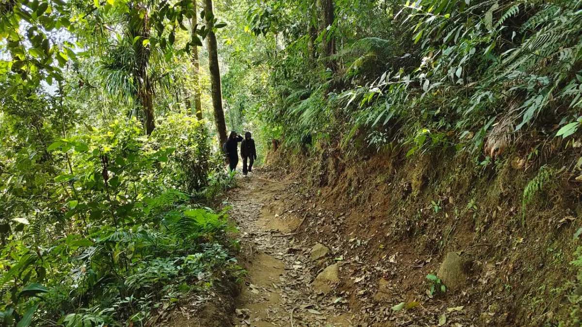 Jalur pendakian Tembelang, Wilis yang menyajikan pemandangan dan suasana hutan Wilis. (Foto Asad MS)