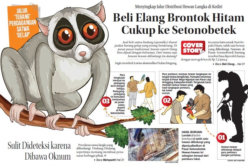 beli-elang-brontok-hitam-cukup-ke-setonobetek