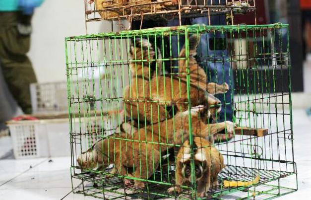 jual-beli-satwa-langka-tertangkap-saat-beli-4-kukang