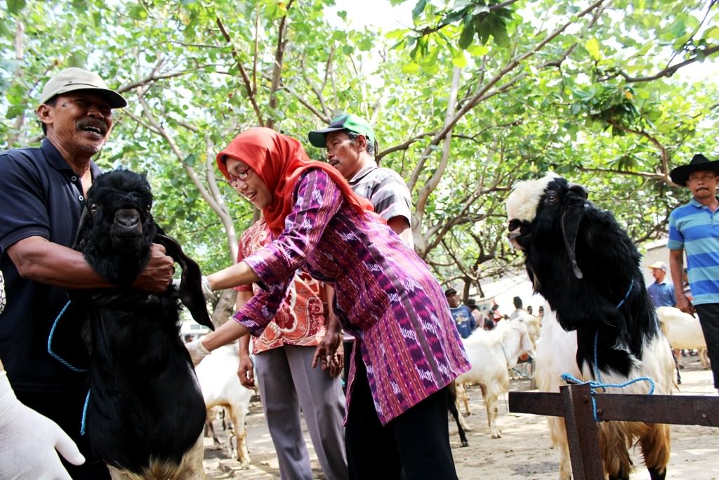 sidak-pasar-dkpp-antisipasi-kenaikan-harga-kurban