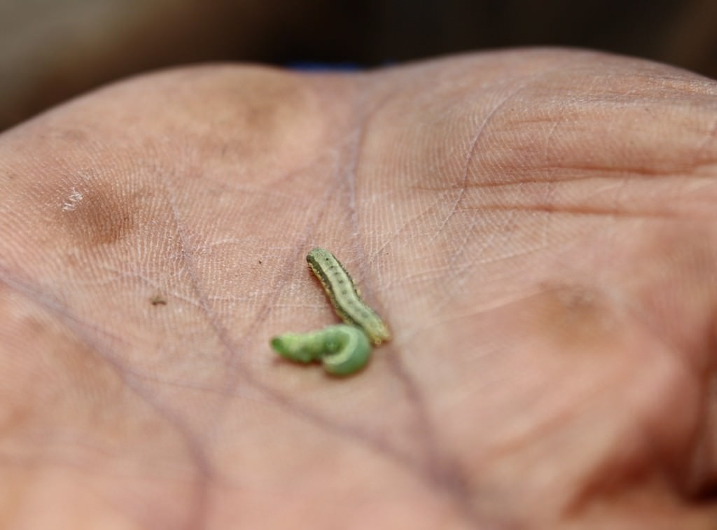 cabuti-bawang-merah-yang-kena-ulat-dan-kaper