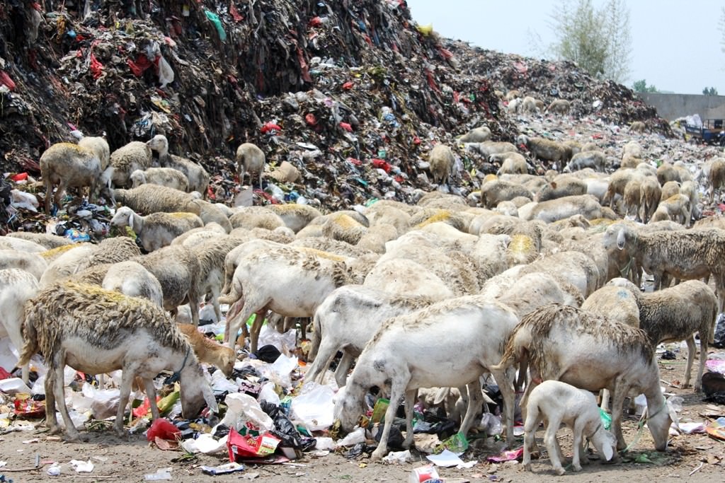 wah-dkpp-dapati-plastik-dalam-pencernaan-kambing