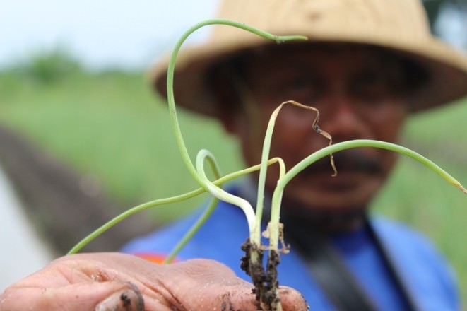 nekat-tanam-musim-hujan-batang-molet