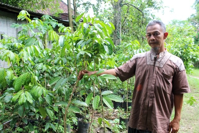 hari-amrozi-penangkar-tanaman-spesialis-sambung-tempel