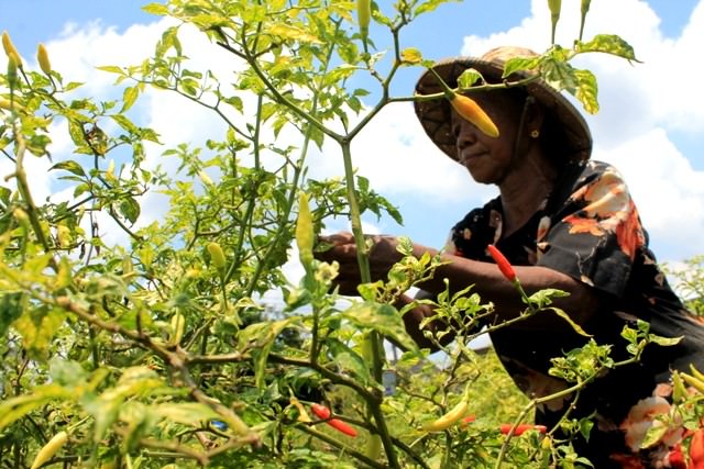 harga-cabai-anjlok-ini-penyebabnya