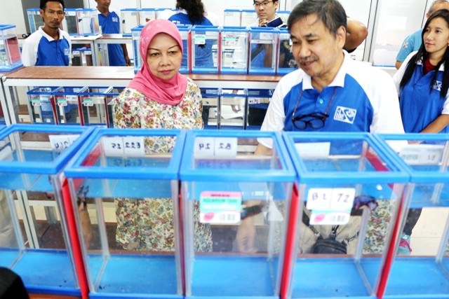 penasaran-cupang-bule