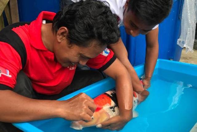 sumadi-ahli-percantik-ikan-koi-dengan-teknik-cutting