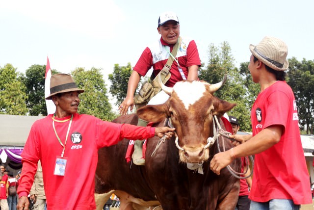 si-bagong-sapi-superjumbo-yang-juara-1-kontes-ternak