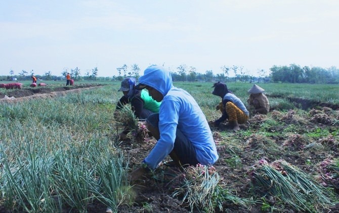 terkena-jamur-dipanen-lebih-awal