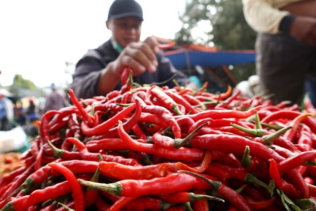 harga-cabai-merah-anjlok-ini-sebabnya