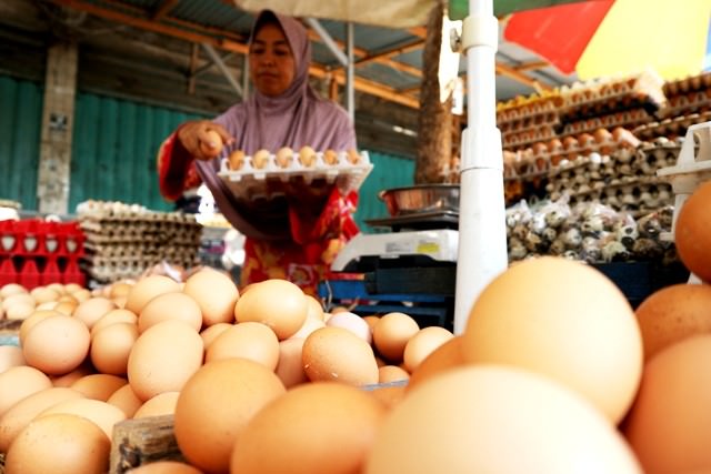 harga-telur-dan-daging-ayam-anjlok
