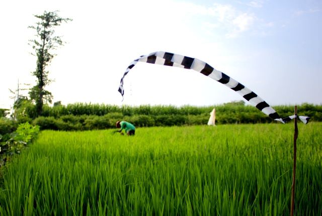 pasang-plastik-loreng-agar-tikus-menyangka-ular