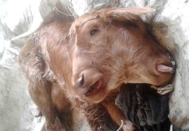 heboh-sapi-berkepala-2-dan-berkuping-3