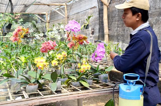 para-pembudidaya-bunga-anggrek-yang-memanfaatkan-lahan-sempit