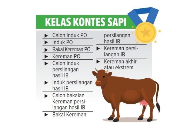 kontes-sapi-dan-gebyar-panen-pedet-yang-besar-belum-tentu-menang