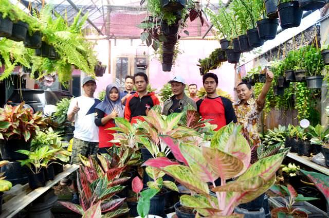 mengenal-perkumpulan-aglaonema-sambalado-di-kediri