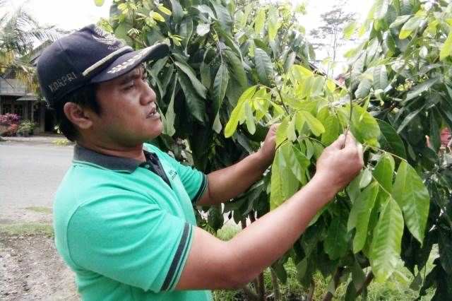 pembungaan-kelengkeng-varietas-itoh-menggunakan-potasium-klorat