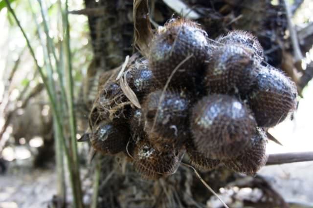 salak-segaran