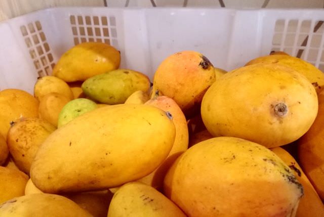 manisnya-mangga-podang-asli-kediri
