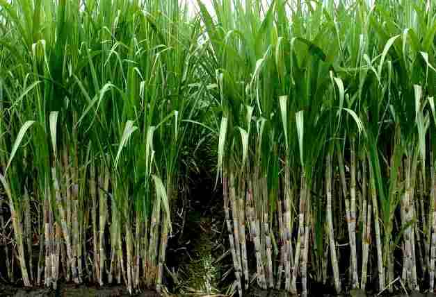 mari-budidaya-tanaman-tebu