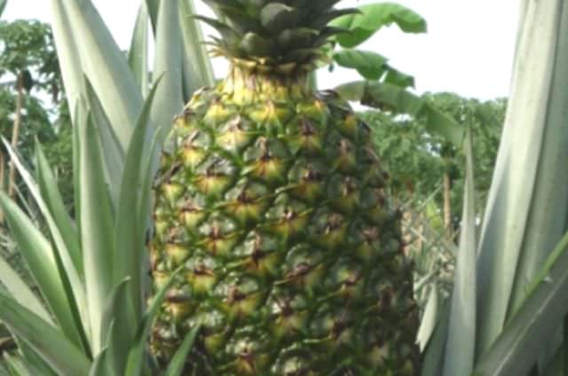 nanas-pasir-kelud-jadi-andalan-kediri