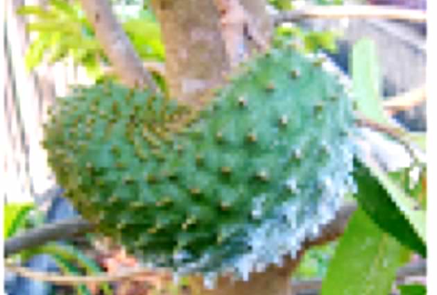 perbaikan-mutu-buah-sirsak