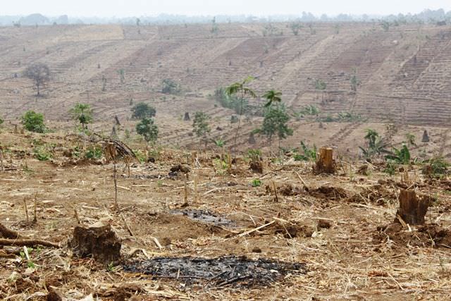 600-ha-hutan-gundul