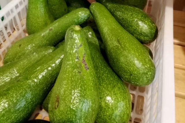 keunggulan-avokad-aligator