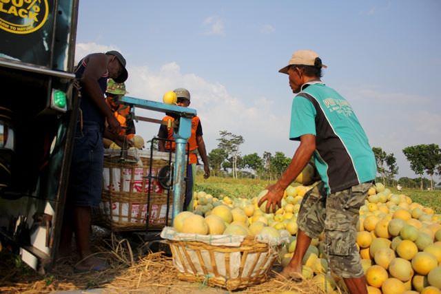 melon-jadi-alternatif-saat-kurang-air